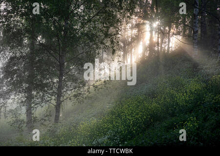 Dawn in a misty forest Stock Photo