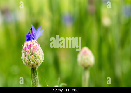 Blue Bachelor button flower bud (Centaurea cyanus) beginning to bloom Stock Photo