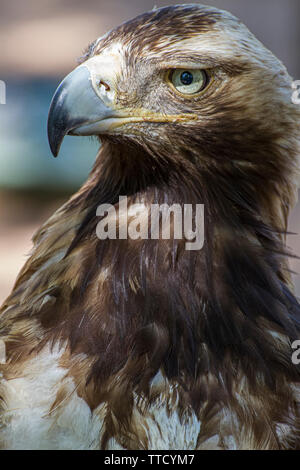 Golden eagle looking around. A majestic golden eagle takes in its surroundings from its spot amongst vegetation Stock Photo