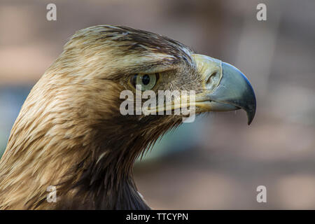 Golden eagle looking around. A majestic golden eagle takes in its surroundings from its spot amongst vegetation Stock Photo