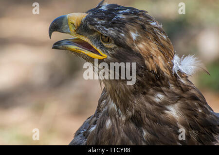 Golden eagle looking around. A majestic golden eagle takes in its surroundings from its spot amongst vegetation Stock Photo