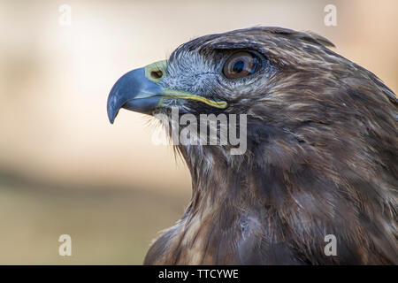 Golden eagle looking around. A majestic golden eagle takes in its surroundings from its spot amongst vegetation Stock Photo