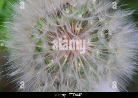 Tragopogon goatsbeard salsify seedhead macro Stock Photo