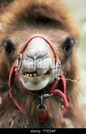 A comical closeup of a camel eating. Stock Photo