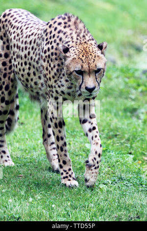 A Cheetah, Acinonyx jubatus, at the Cape May County Par & Zoo, New Jersey, USA Stock Photo