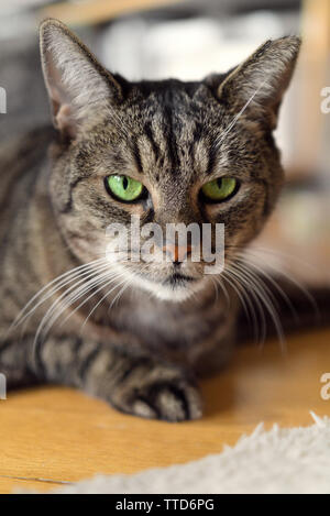 Three-legged tabby cat with green eyes lying in sphinx pose on floor and looking directly at camera, focus on foreground Stock Photo