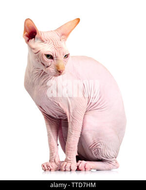 Cat sphynx, isolated on white Stock Photo