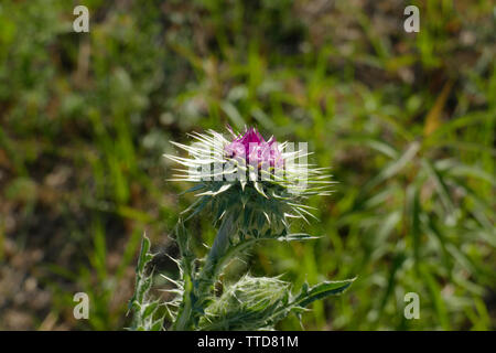 Mariendistel, Christi Krone, lila Blüte auf einer Wiese Stock Photo