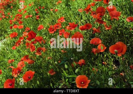 Meadow full of red poppies flowers growing in grass Stock Photo