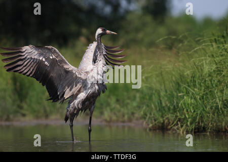 Common crane (Grus grus) at Hortobagy NP, Hungary Stock Photo