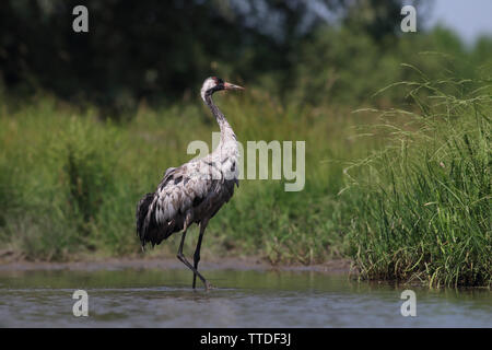 Common crane (Grus grus) at Hortobagy NP, Hungary Stock Photo