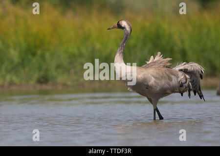 Common crane (Grus grus) at Hortobagy NP, Hungary Stock Photo