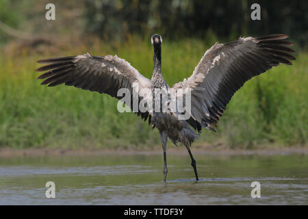 Common crane (Grus grus) at Hortobagy NP, Hungary Stock Photo