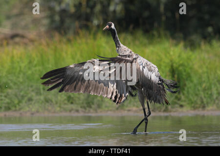 Common crane (Grus grus) at Hortobagy NP, Hungary Stock Photo