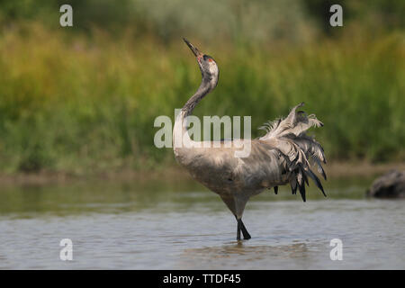 Common crane (Grus grus) at Hortobagy NP, Hungary Stock Photo