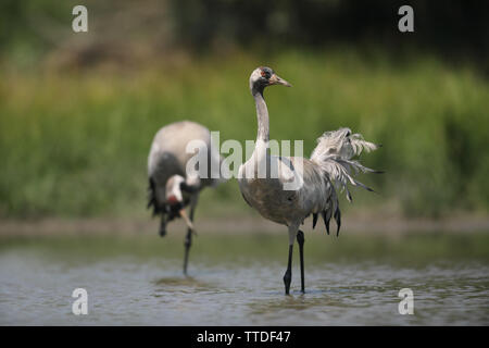 Common crane (Grus grus) at Hortobagy NP, Hungary Stock Photo