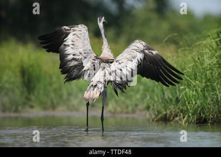 Common crane (Grus grus) at Hortobagy NP, Hungary Stock Photo