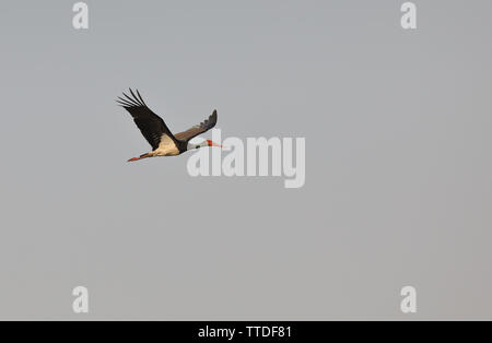 Black stork (Ciconia nigra) photographed in Hortobagy NP, Hungary Stock Photo