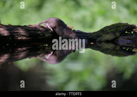 Brown rat (Rattus norvegicus) reflected in a pond at Hortobagy National Park, Hungary Stock Photo