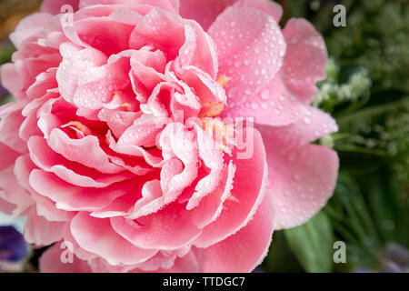Pink fresh peony in the summer garden Stock Photo