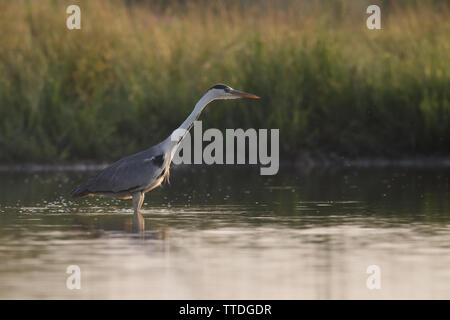 Grey heron (Ardea cinerea) foraging photographed in Hortobagy NP, Hungary Stock Photo
