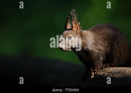 Red squirrel (Sciurus vulgaris) closeup. photographed near Hortobagy, Hungary Stock Photo