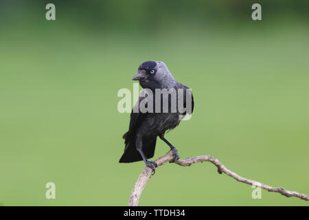 Eurasian jackdaw (Corvus monedula), photographed in Hortobagy NP, Hungary Stock Photo