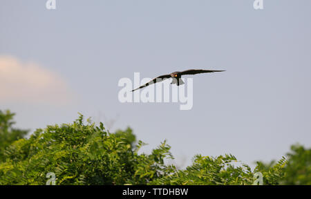 Male Red-footed falcon (Falco vespertinus) in flight over the acacia trees. Photographed in Hortobagy, Hungary Stock Photo