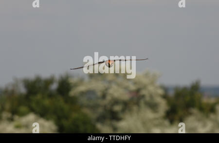 Female Red-footed falcon (Falco vespertinus) in flight over the acacia trees. Photographed in Hortobagy, Hungary Stock Photo