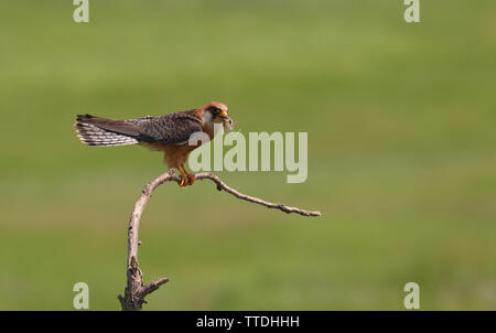 Female  Red-footed falcon (Falco vespertinus) with prey (a grasshopper). Photographed at Hortobagy, Hungary Stock Photo