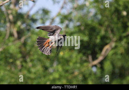 Male Red-footed falcon (Falco vespertinus) in flight. The species is listed as Near Threatened on the IUCN Red List. Photographed in Hortobagy, HU Stock Photo