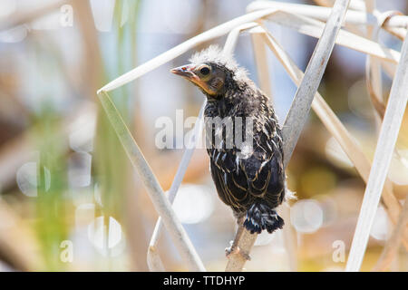 red winged blackbird at nest Stock Photo