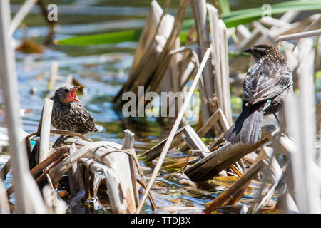 red winged blackbird at nest Stock Photo