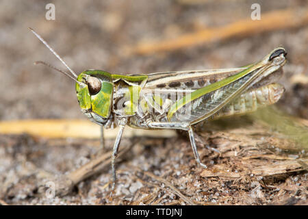 male Field Grasshopper (Chorthippus brunneus) Stock Photo