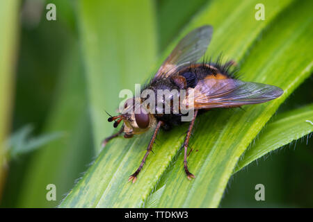 Tachina fera - a common species of tachinid fly in Britain and continental Europe Stock Photo