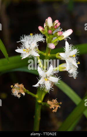 Bogbean (Menyanthes trifoliata) flowers Stock Photo