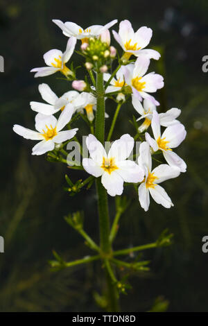 Water-violet (Hottonia palustris) flowers Stock Photo