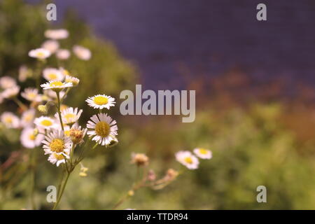 An Eastern Daisy Fleabane (Erigeron annuus) Stock Photo