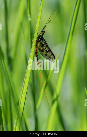 Mayflies (Order: Ephemeroptera) Stock Photo