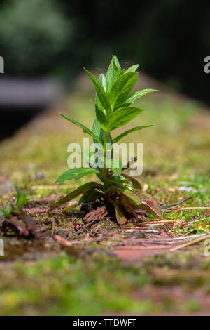 Plant on brick fence Stock Photo