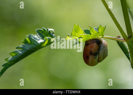 Snail on a leaf Stock Photo