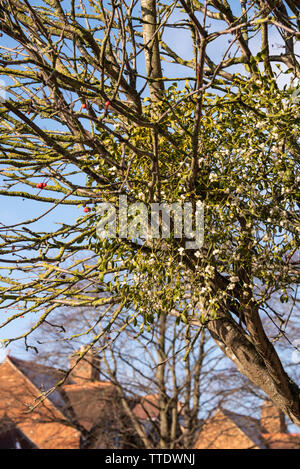 Mistletoe growing on a Mountain Ash or Rowan tree, Oxford Stock Photo