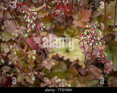 Heuchera "Orange Berry" Stock Photo