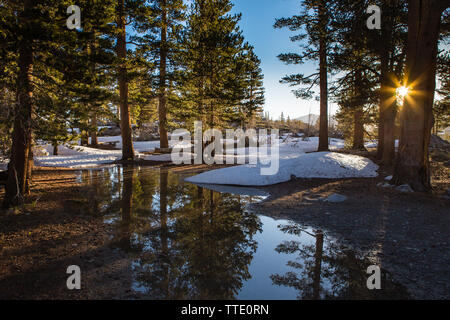 Snow melting on the forest floor leaving pools of water reflecting the pine trees  as the warm sunrise shines through the trees Stock Photo