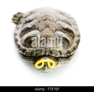 Turtle isolated on white background Stock Photo