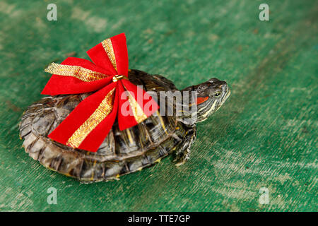 Turtle with red bow on green background, close up Stock Photo