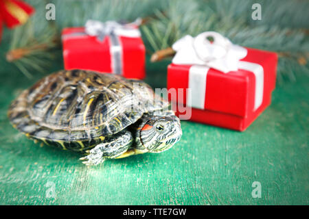 Turtle with red gift boxes on green background, close up Stock Photo