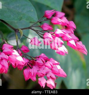 beautiful pink flower, coral vine or mexican creeper Stock Photo