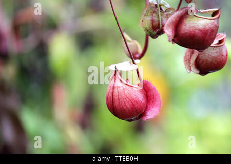 nepenthes flower or monkey pitcher plant, insect-eating flowers Stock Photo