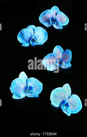 Beautiful And Blue Delicate Orchid Flowers Phalaenopsis Isolated